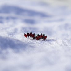 Pohutukawa Gem Studs Silver-jewellery-The Vault