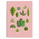 Leaf Collection Notebook