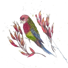 Rosella Limited Edition Print A5 Square-artists-and-brands-The Vault